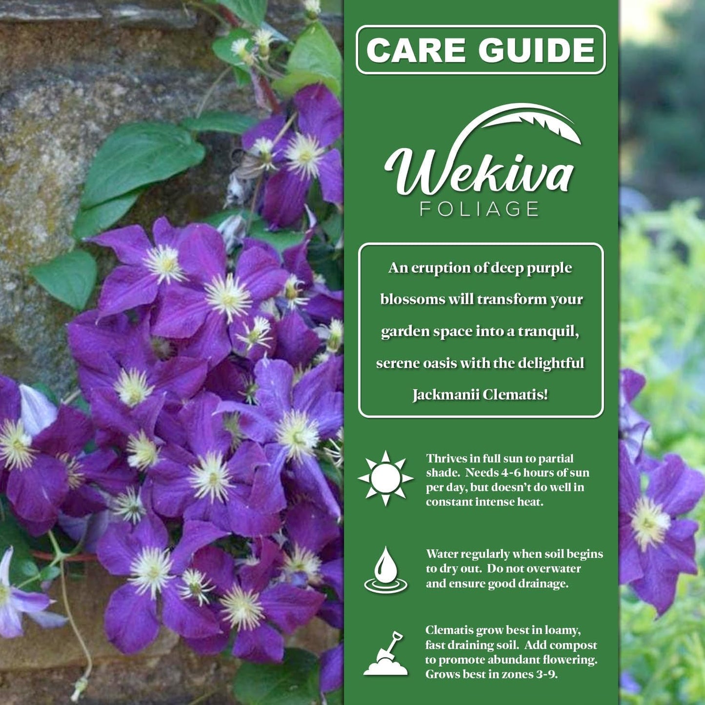 Clematis Jackmanii - Live Plant in a 3.5 Inch Growers Pot - Bold and Beautiful Starter Flowering Vine Ready for The Garden