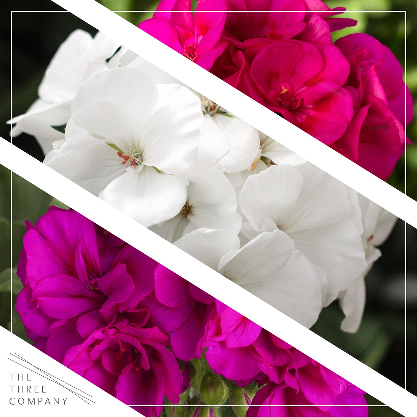 Live Flowering Zonal Geraniums - Grower's Choice Assorted Colors (3 Plants Per Pack) - Beautiful Spring Flowers - 12" Tall by 5" Wide in 1 Qt Pot
