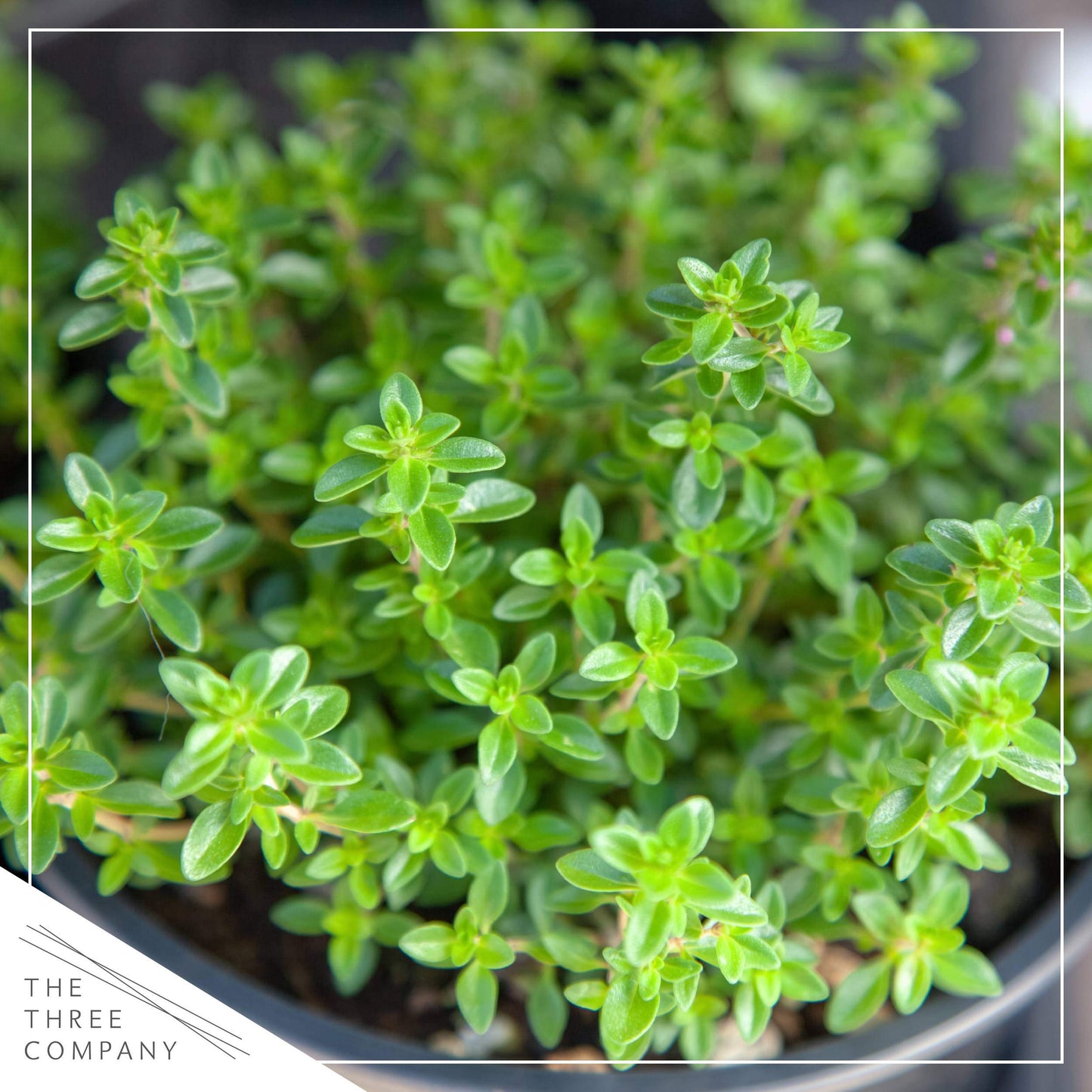 Live Aromatic and Edible Herb Assortment (Lemon Verbena, Eucalyptus, Mint, Lemon Balm, Other Assorted Herbs), 6 Plants Per Pack